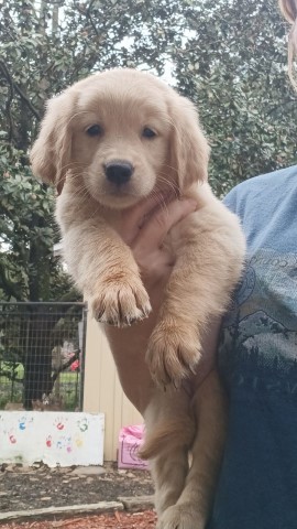 Golden Retriever puppies- English Cream; make offer