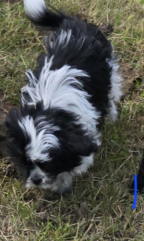 Shihtzu puppies