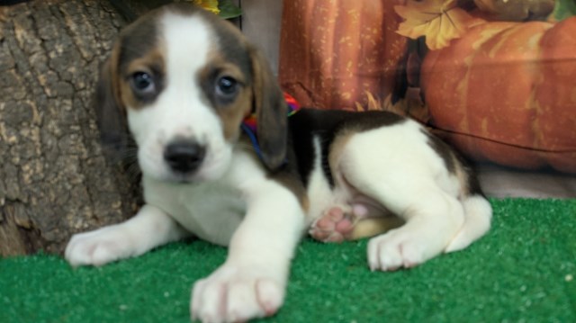 Beagle puppy for sale + 66805