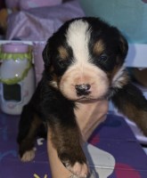 Bernese Mountain Bernese Mountain Dog for sale/adoption