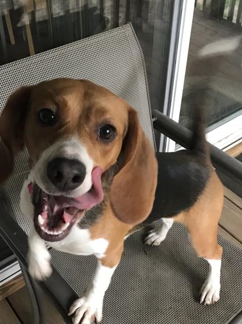 Loving and energetic female beagle