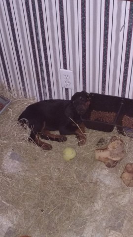 Doberman Pinscher puppy for sale + 60092