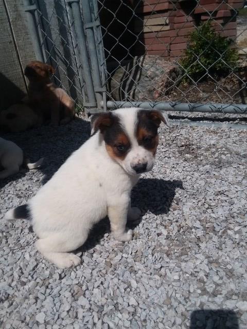 Australian Cattle Dog puppy for sale + 52664