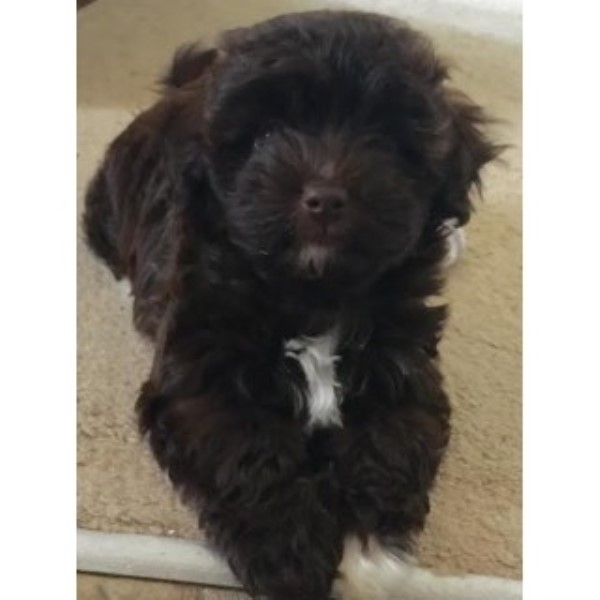 Havanese puppy dog for sale in Acworth,