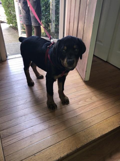 Rottweiler puppy for sale + 53845