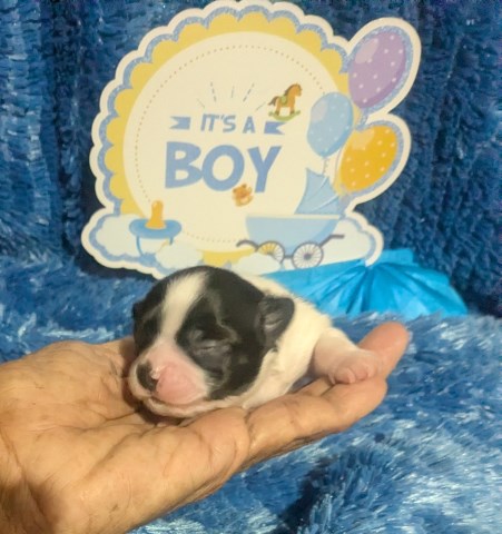 Snoopy LC Apple Head Chihuahua