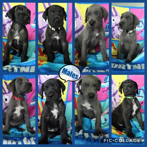 Great Dane puppy for sale + 58631