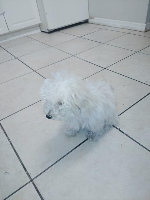 Maltipoo puppy for sale + 66887