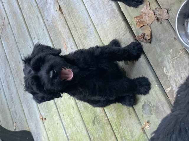 Giant schnauzer male pup blk