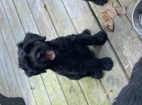 Giant schnauzer male pup blk Giant Schnauzer for sale/adoption