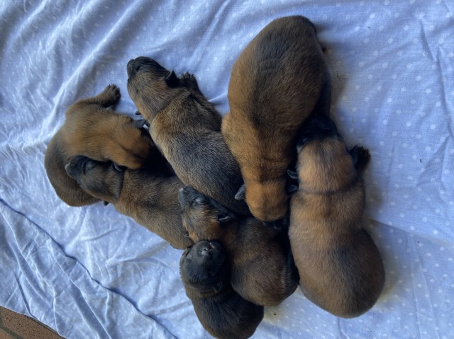 AKC Belgian Malinois puppies for sale KNPV lines