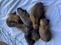 Malinois thumbnail