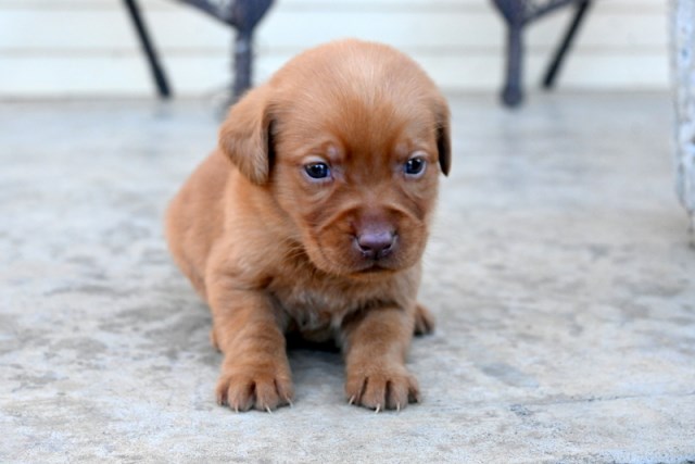 Labrador Retriever puppy for sale + 67033