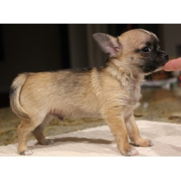 Tiny Chihuahua Puppy