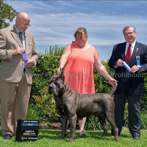 Cane Corso puppies