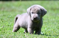 Labrador Retriever thumbnail