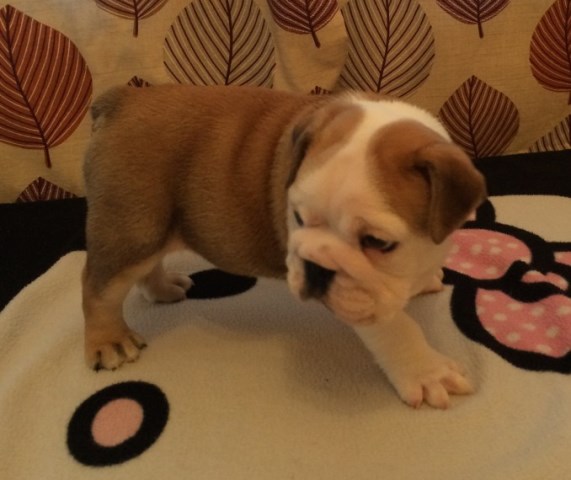 English Bulldog puppy for sale + 48143
