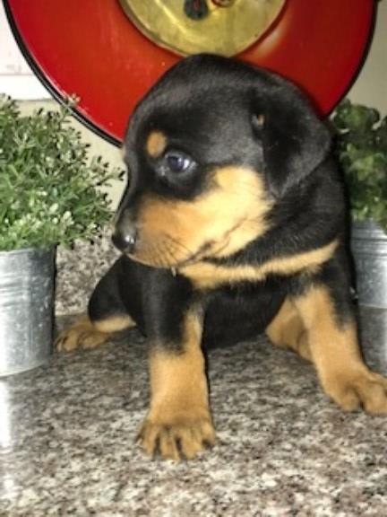Rottweiler puppy for sale + 50340