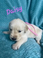 Golden Retrievers Golden Retriever for sale/adoption