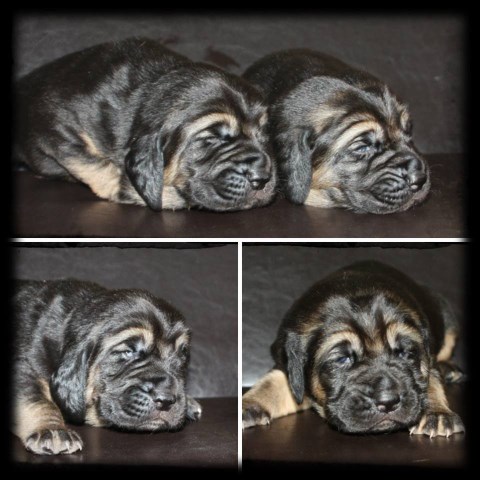 Akc bloodhounds for sale