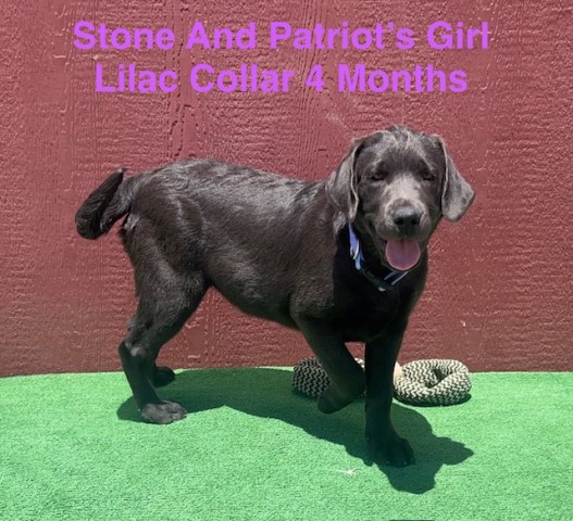 Labrador Retriever puppy for sale + 65788