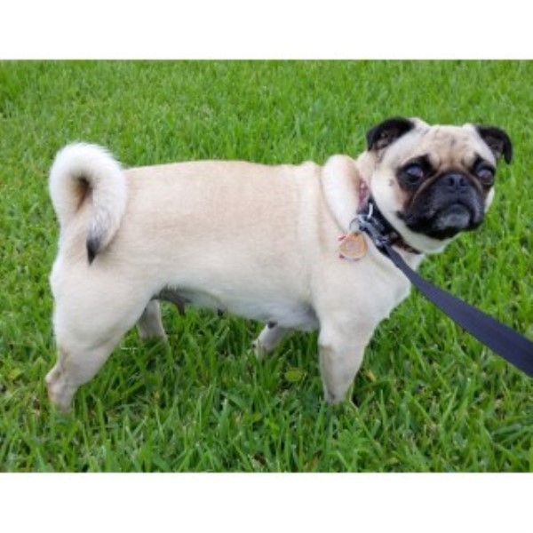 Pug puppy for sale + 46839