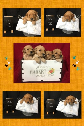 F1 golden doodle puppies for sale