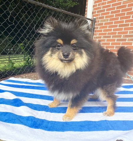 Pomeranian puppy for sale + 66297