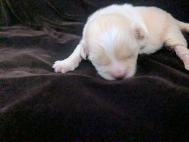Chihuahua puppy for sale + 67229