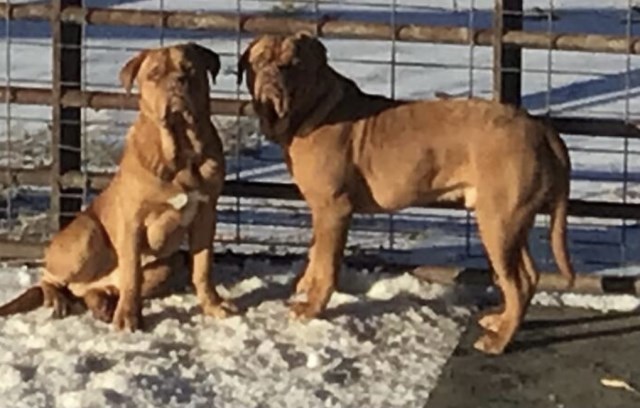 Dogue De Bordeaux puppy for sale + 65999