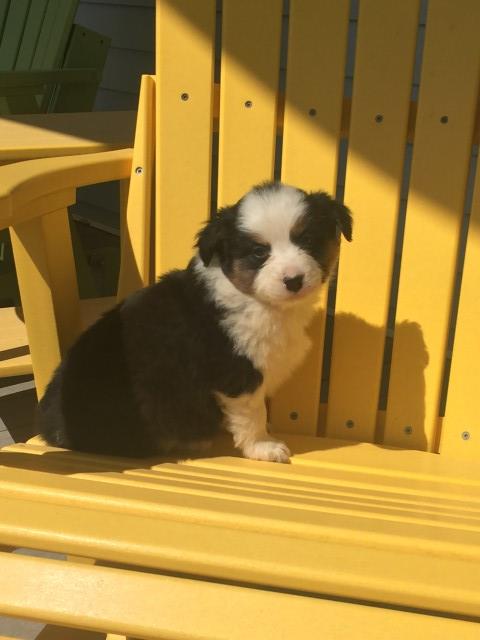 Double Dot AKC registered Australian Shepherd