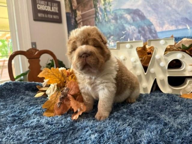 Chinese Shar Pei puppy for sale + 67131