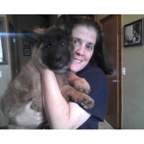 Tervuren puppy for sale + 43711