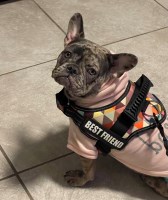 3 Available French Bulldogs-Ready to Go French Bulldog for sale/adoption