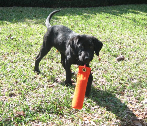 Labrador Retriever puppy for sale + 60274