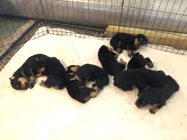 Rottweiler Puppies