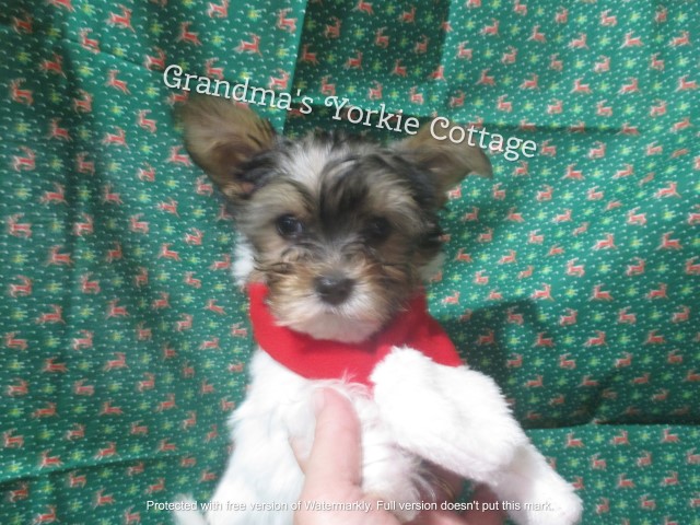 Yorkshire Terrier puppy for sale + 62434