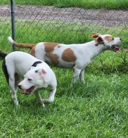 Fun Loving Adorable American Pit Bull Terrier for sale/adoption