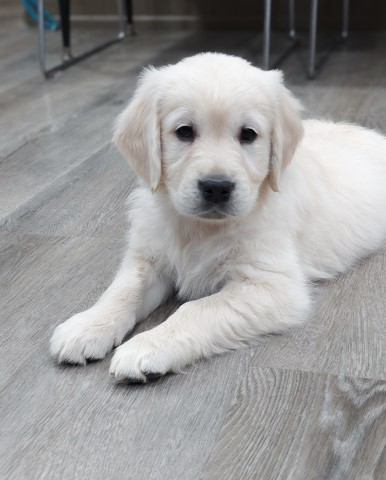 Golden Retriever Puppies (English Cream)