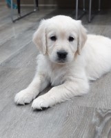 Golden Retriever Puppies (English Cream) Golden Retriever for sale/adoption