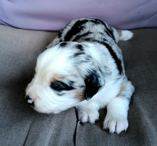 "Bliss" Blue Merle Female Miniature Australian Shepherd