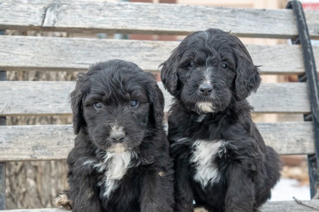 Bernese Mountain Dog puppy for sale + 55042