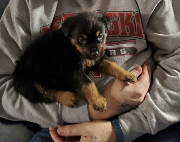 Rottweiler puppy dog for sale in Spanaway, Washington