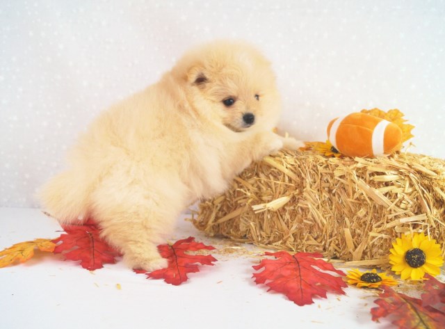 Pomeranian puppy for sale + 65182