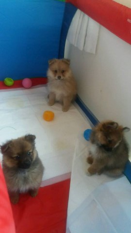 PLAYFUL POMERANIAN PUPPIES