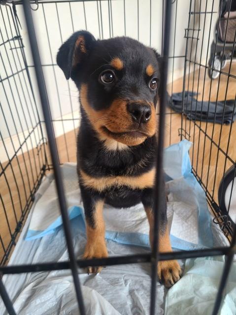 11 week  old rottie