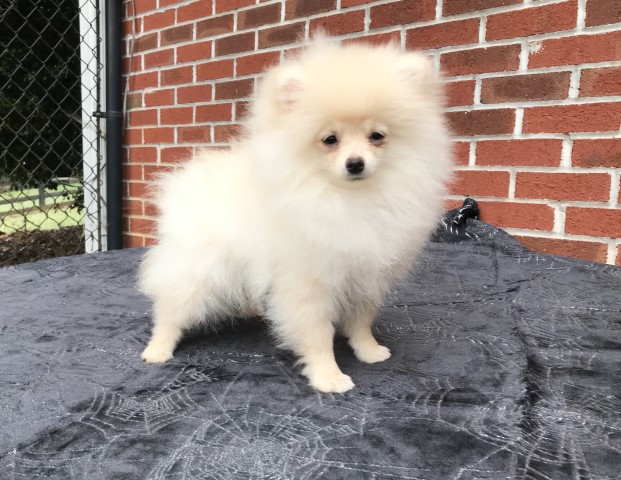 Pomeranian puppy for sale + 66166