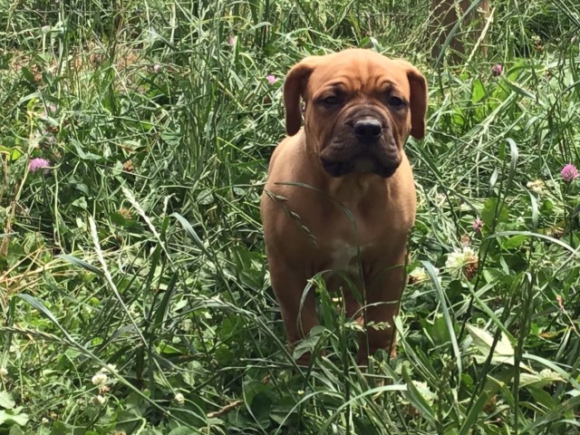 Dogue de Bordeaux puppy black mask male 9 weeks old French Mastiff 6/22/24 Rambo