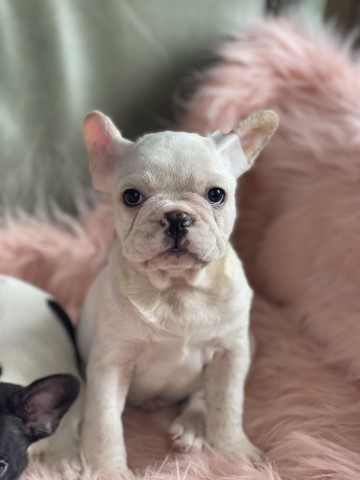 French Bulldog puppy for sale + 50850