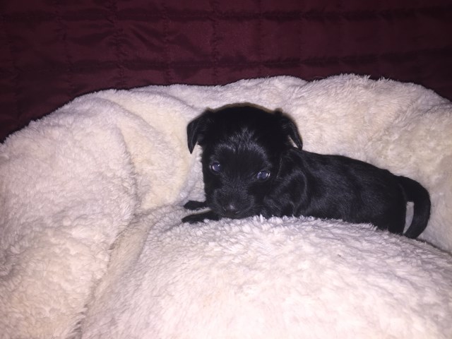 Yorkipoo puppy for sale + 49524